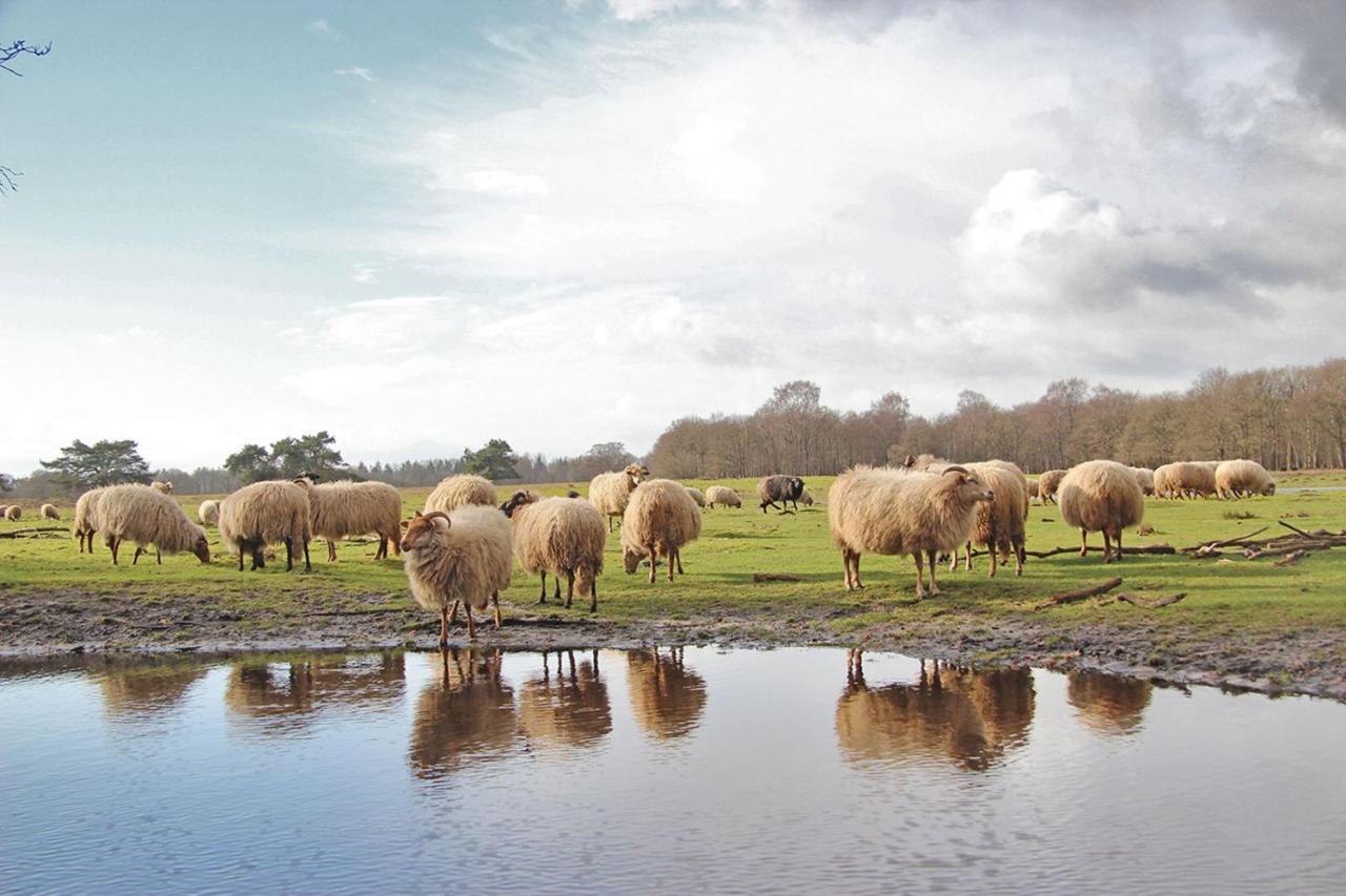 Prive In Een Bosrijke Omgeving Welkom Bij Gastenverblijf Het Ontsnapte Schaap In Jubbega Exteriér fotografie