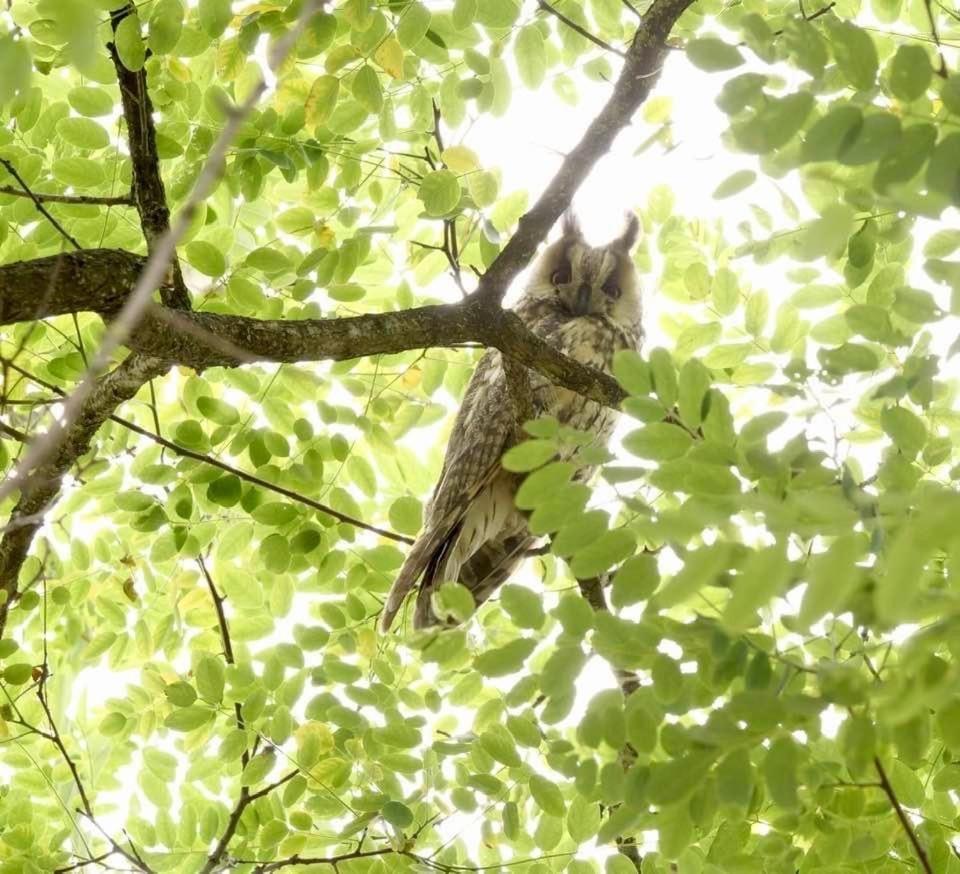 Prive In Een Bosrijke Omgeving Welkom Bij Gastenverblijf Het Ontsnapte Schaap In Jubbega Exteriér fotografie